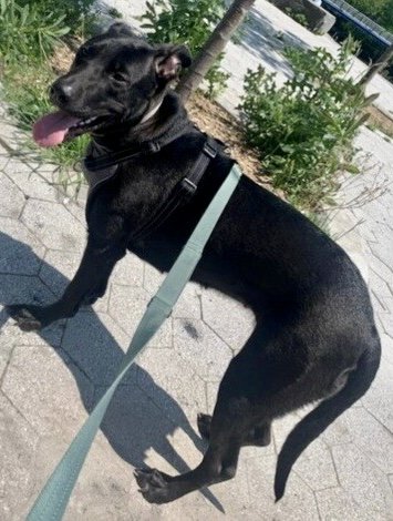 NMHP (@nmbewitched) on Twitter photo 😪Her name was Paige😪
Today <a href="/NYCACC/">Animal Care Centers of NYC</a> committed a
Heinous Act
Another Puppy Murdered
Cruel Senseless & Despicable
As a Society,
We are to Blame
Animals are Not Toys, Cloths or Cars
We Do Not Trade them in for Growing Up or Old
Paige had Feelings, Hopes & Dreams
All Gone
#SARA 😪Her name was Paige😪
Today <a href="/NYCACC/">Animal Care Centers of NYC</a> committed a
Heinous Act
Another Puppy Murdered
Cruel Senseless & Despicable
As a Society,
We are to Blame
Animals are Not Toys, Cloths or Cars
We Do Not Trade them in for Growing Up or Old
Paige had Feelings, Hopes & Dreams
All Gone
#SARA