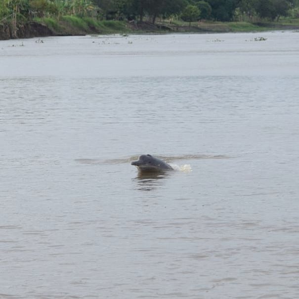 Tonina del Orinoco en el río Portuguesa, nuestras última expedición del 2021 y con ella conoceremos su abundancia en un trayecto de esta vena fluvial llanera. #tonina #Guárico