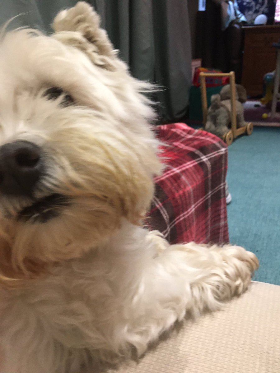 Just Claire (was Molly & Ella the Westies 🌈🌈) tweet media