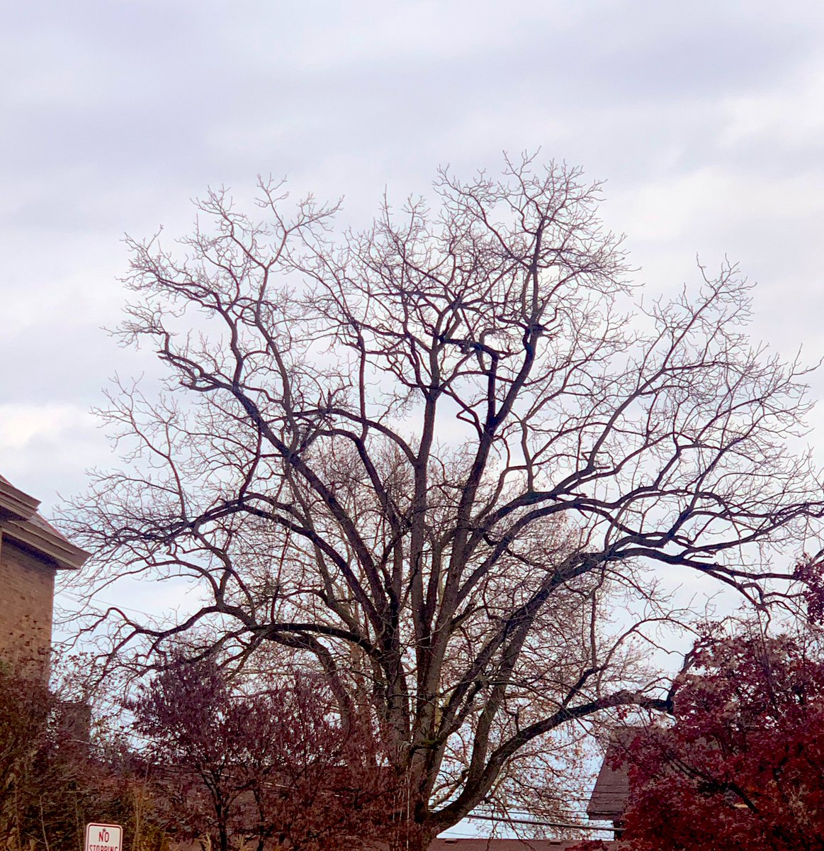 weekendswitwhit's tweet photo. I don’t know why, but I must paint this tree #naturequery #naturejournal #treehugger #TwitterNatureCommunity #vitaminN https://t.co/21Jis6mu4A