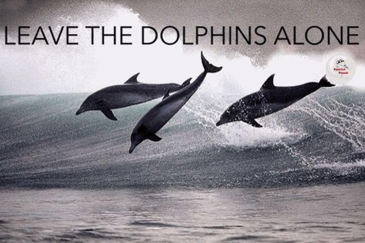 janischshane's tweet photo. @Dolphin_Project Think Blue 24/7 Dive deep stay away from the cove my friends 🐬🐬🐬🐬🐬🐬🐬🐬🐬🐬🐬
#SetThemFree
#BeFreeMyFriends
#KeepThemWild
#NoCove
#EndTheGrind
#Dolphin_Project
#LifeInvestigation https://t.co/TV1bxnNNn7