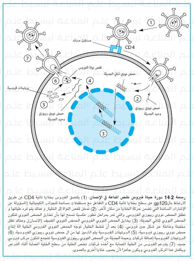 Immunology_ar's tweet photo. يصيب فيروس نقص المناعة في الإنسان الخلايا التي تحمل CD4 على سطحها. على الرغم من أن الخلايا التائية CD4 هي أكثر الخلايا التي تعرض CD4 على سطحها، إلا انها ليست وحيده.

#يوم_الإيدز_العالمي 
#تبسيط_علم_المناعة
#Understanding_Immunology
#hiv https://t.co/i4pb778UiP