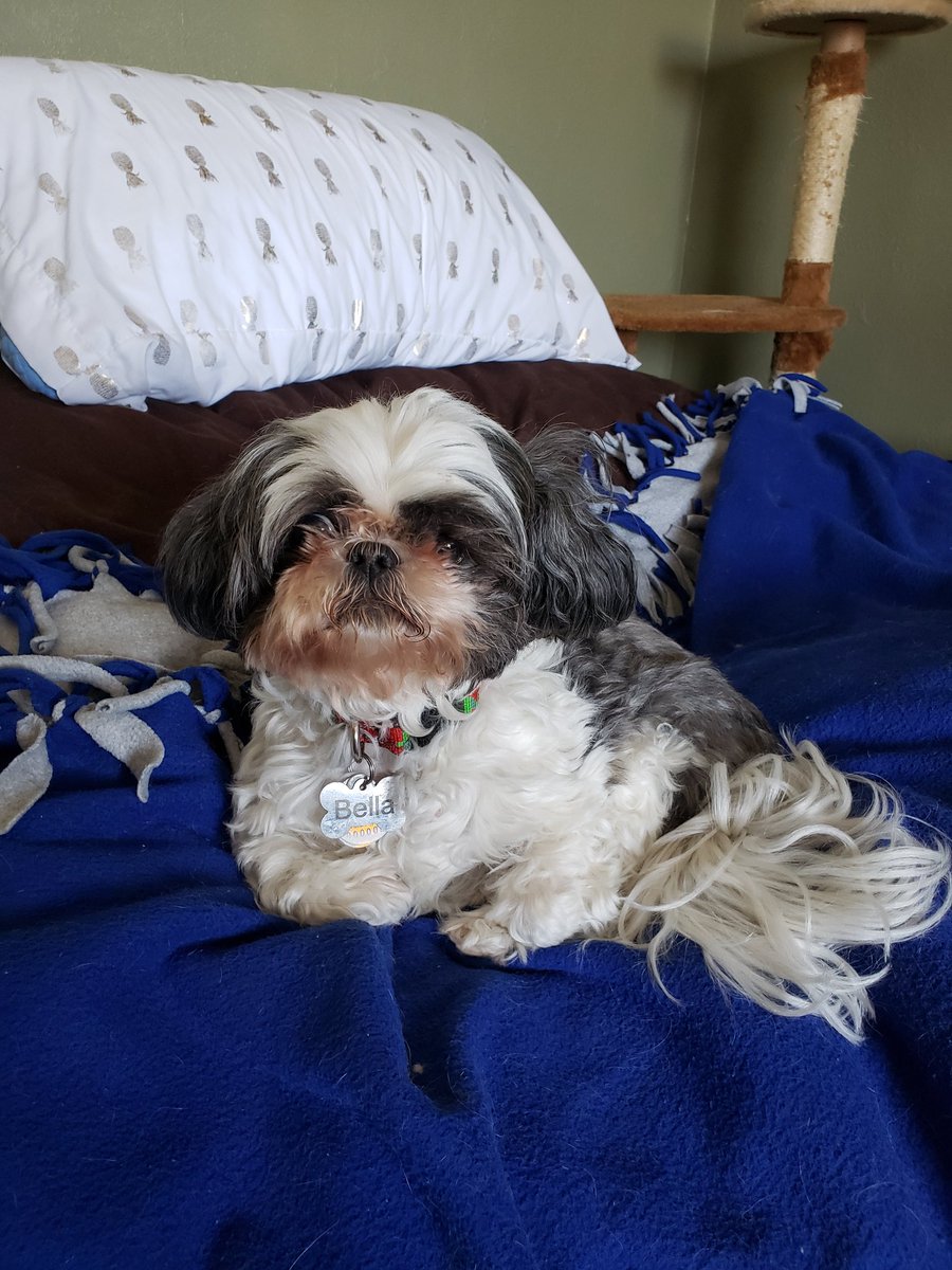 sonya_nef's tweet photo. My kids are cute #changemymind #dogsoftwitter #Dog #doggos #family https://t.co/3itm3zGuQg
