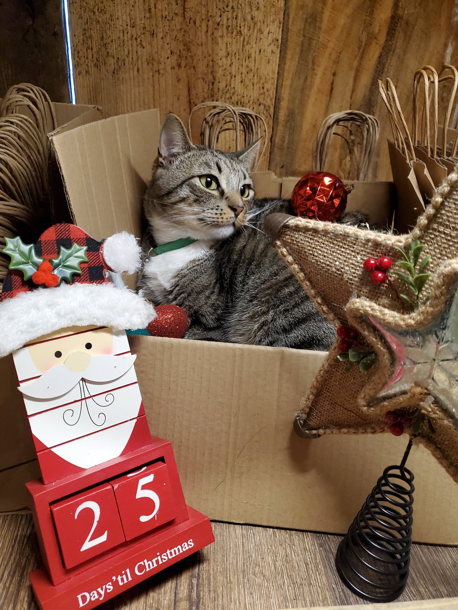 Alpine_Cannabis's tweet photo. Kayak is already in the holiday spirit, how about everyone else? @_We_Rate_Cats #cannacat #CatsOfTwitter #25DaysOfChristmas https://t.co/P1TIUoSn3S