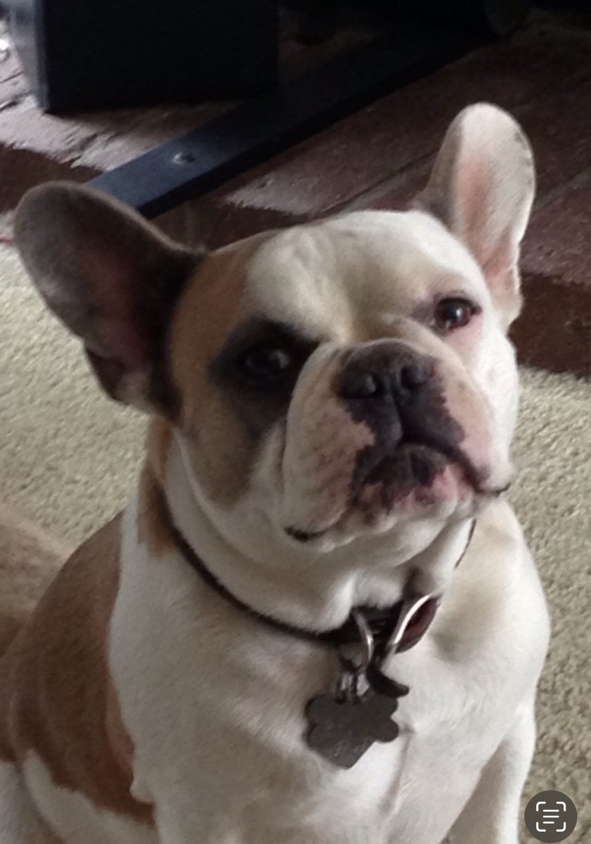 Malnpug's tweet photo. I miss this guy today. He was my best friend. 😭 #RIPLUX https://t.co/BnOmyQjJtV