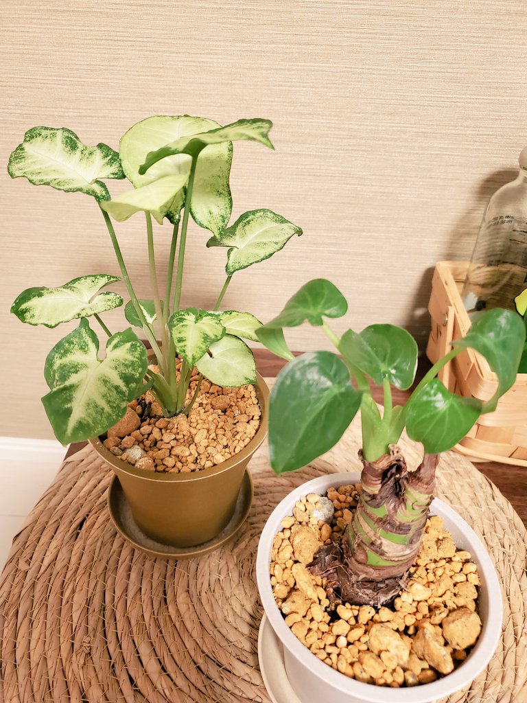 100均植物 Twitter Search Twitter 100均植物 Twitter Search Twitter