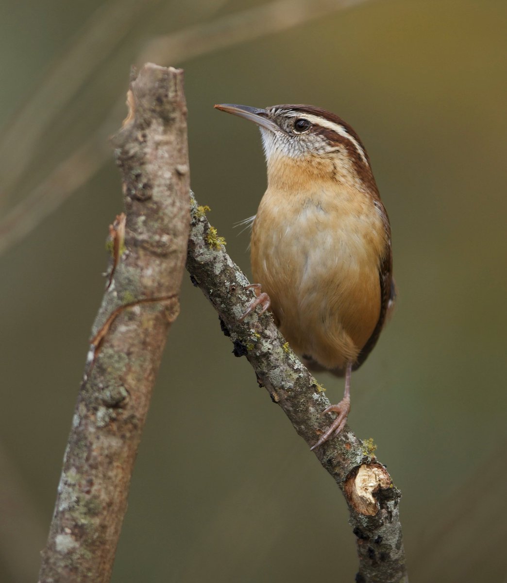 Bryan_Barrow_'s tweet photo. I recently purchased a Canon 300mm f/2.8 L IS USM now Iβve been a fan of bird photography for years but now I think Iβm in love. #carolinawren #birds #birdphotography #NaturePhotography #canon #easttexas #rusktx #birdlovers #mynewlens #beautiful https://t.co/pcqNNd1trW