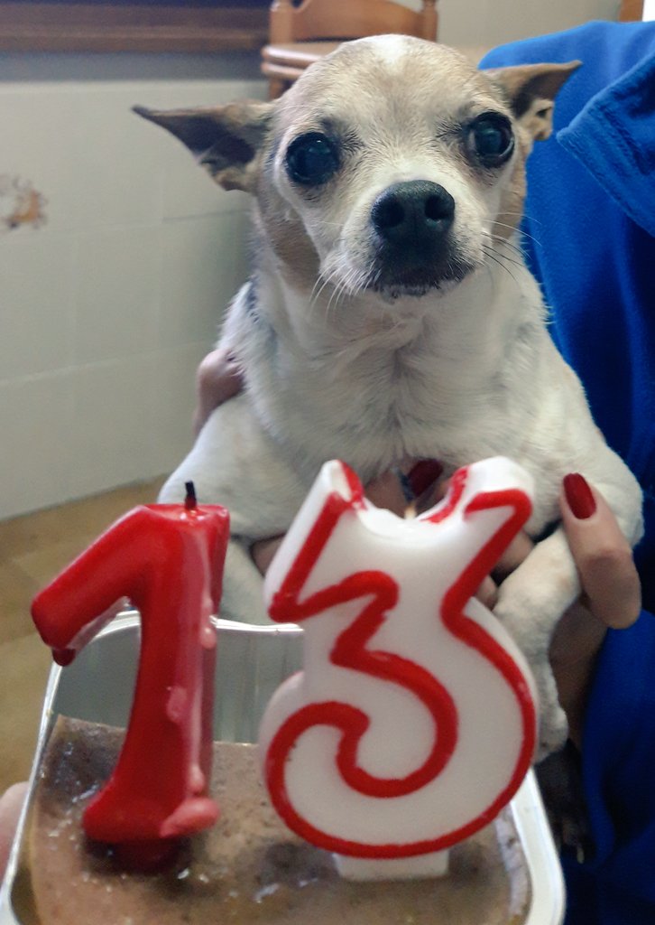 alfredlanda's tweet photo. Hoy el "grandullón" de la casa cumplió 12+1 🎂, que diría el gran Ángel Nieto, con sus múltiples achaques y sus 8 pastillas diarias, parecía que no llegarías pero mírate, aún montando zapatillas! 😁
#bruster #Chihuahua https://t.co/0QFOhqKwUO