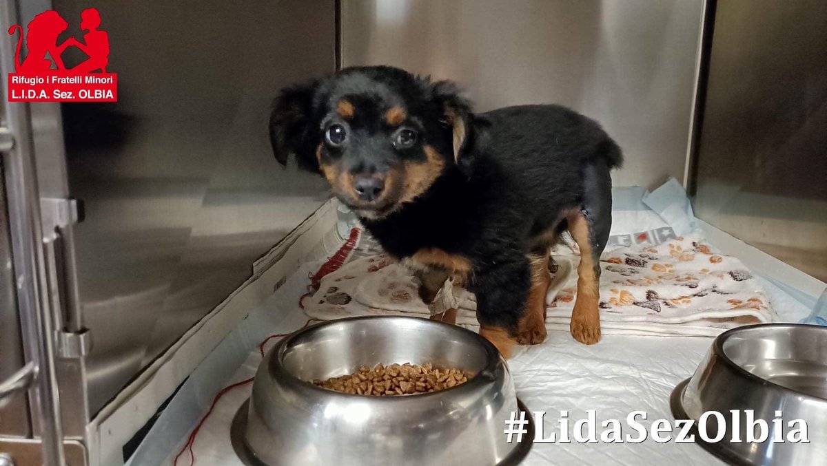 LidaSezOlbia's tweet image. #Marlene il #postoperatorio lo trascorrerà ricoverata in ambulatorio, dove le tate potranno continuare a viziarla.
Grazie a chi contribuirà ai costi dell'intervento.
lidaolbia.it/donazioni.html
LIDA Sez. Olbia
Località Colcò n. 13 - 07026 Olbia (SS)
facebook.com/media/set/?van…