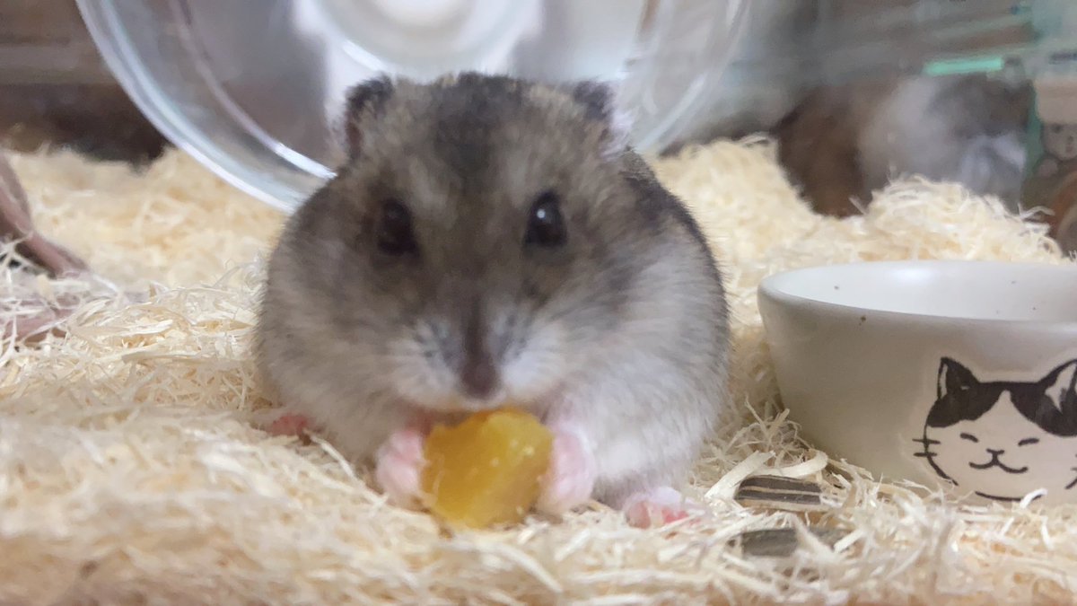 ジャンガリアンハムスター のイラスト マンガ コスプレ モデル作品 44 件 Twoucan