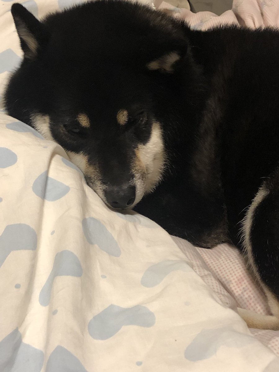 龍二 S Tweet 鈴 おはようございます 昨晩は 布団占領されました おっさんが仕事行く前は 2階から降りて来てストーブの前を陣取ってます ママお弁当ありがとうございます 黒柴 お弁当 犬好きな人達と繋がりたい Trendsmap