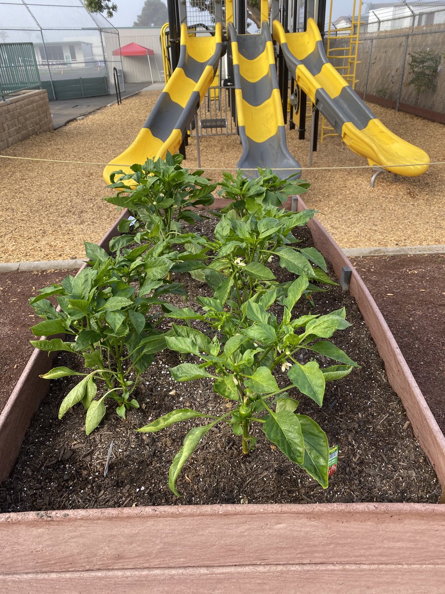 NSD_Castillo's tweet photo. While walking the campus with Dr. Segura @ John Otis this morning, I had to take pictures of their garden. It is really thriving. #NSDnow ⁦@NSDLeighangela⁩ ⁦@leticiasegura91⁩ https://t.co/0GVzZsBjC1