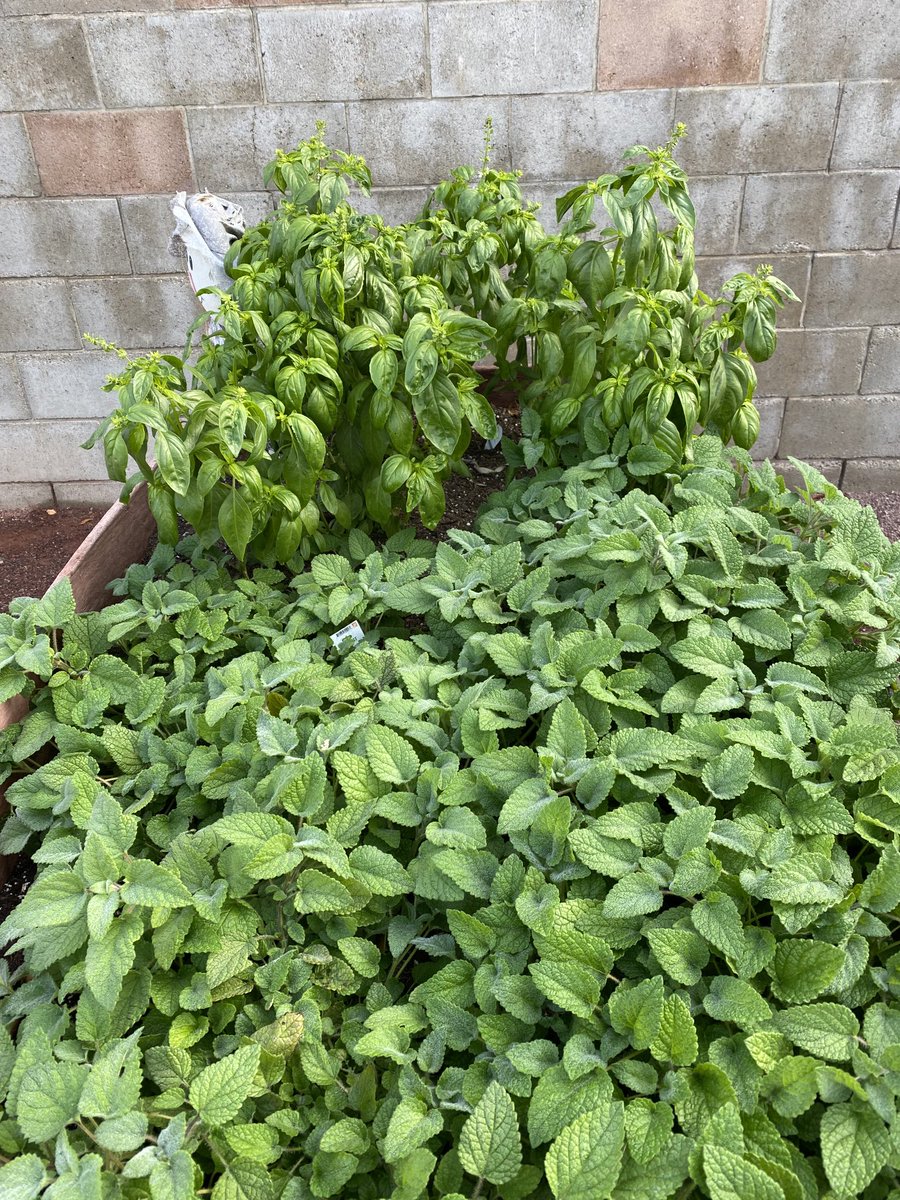 NSD_Castillo's tweet photo. While walking the campus with Dr. Segura @ John Otis this morning, I had to take pictures of their garden. It is really thriving. #NSDnow ⁦@NSDLeighangela⁩ ⁦@leticiasegura91⁩ https://t.co/0GVzZsBjC1