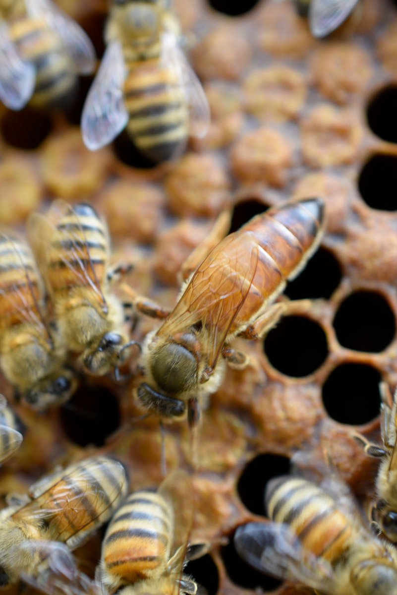 MikeInfinity7's tweet image. Le nostre splendide Regine 

instagram.com/p/CW9Gx7-IhsV/…

Adesso con l'arrivo del freddo i ritmi del superorganismo rallentano, e l'apicoltore può iniziare ad organizzarsi per la prossima stagione 

ApicolturaSenese.it