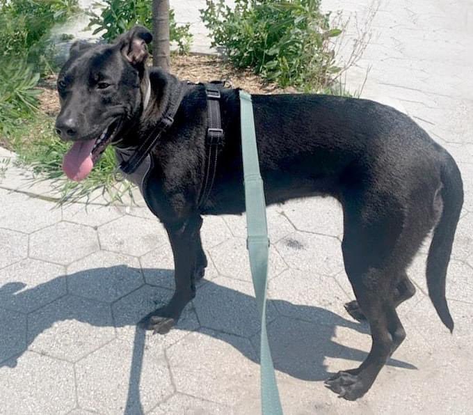 Andrew Weprin (@andyweprin) on Twitter photo <a href="/NMBewitched/">NMHP</a> <a href="/NYCACC/">Animal Care Centers of NYC</a> <a href="/RobRobbEdwards/">Robb Edwards 🌱</a> <a href="/PeterAskin1/">Peter Askin</a> <a href="/GadiNBC/">Gadi Schwartz</a> <a href="/NYCHealthCommr/">Dr. Michelle Morse</a> <a href="/DAYLEE/">Dayle</a> <a href="/P4animalsR/">JudyLustgart-R&P</a> <a href="/moodysally1/">Sally Madigan</a> <a href="/ckarr2/">cathy karr Ⓥ🐘♎</a> <a href="/en_sota/">A voice📢 for those who can't speak</a> How come open-intake No Kill shelters never kill their year-old “friendly/playful” black puppies? Blame for PAIGE’s murder goes 2 those who killed her w/rows of empty kennels in the pound, not the general public who never knew she was there, let alone on <a href="/NYCACC/">Animal Care Centers of NYC</a>’s vile Kill List! <a href="/NMBewitched/">NMHP</a> <a href="/NYCACC/">Animal Care Centers of NYC</a> <a href="/RobRobbEdwards/">Robb Edwards 🌱</a> <a href="/PeterAskin1/">Peter Askin</a> <a href="/GadiNBC/">Gadi Schwartz</a> <a href="/NYCHealthCommr/">Dr. Michelle Morse</a> <a href="/DAYLEE/">Dayle</a> <a href="/P4animalsR/">JudyLustgart-R&P</a> <a href="/moodysally1/">Sally Madigan</a> <a href="/ckarr2/">cathy karr Ⓥ🐘♎</a> <a href="/en_sota/">A voice📢 for those who can't speak</a> How come open-intake No Kill shelters never kill their year-old “friendly/playful” black puppies? Blame for PAIGE’s murder goes 2 those who killed her w/rows of empty kennels in the pound, not the general public who never knew she was there, let alone on <a href="/NYCACC/">Animal Care Centers of NYC</a>’s vile Kill List!