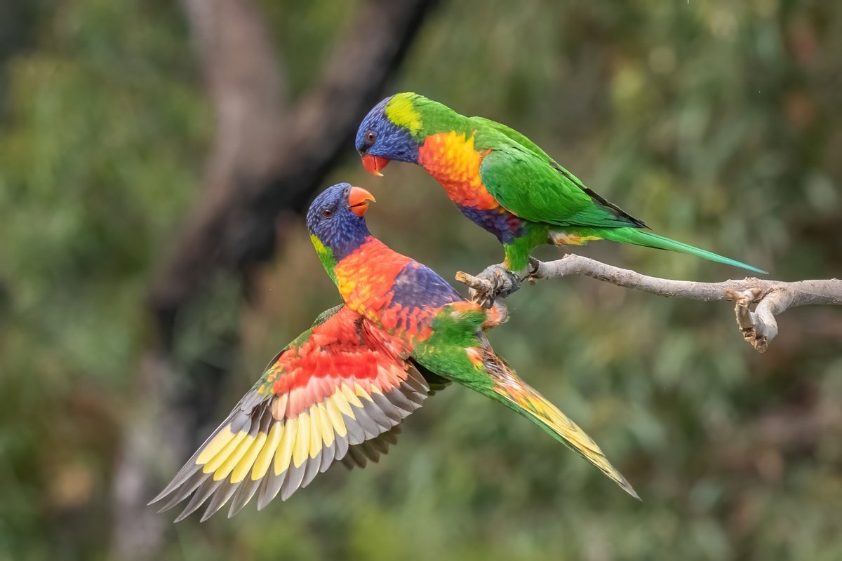 The 'Wood If You Could' Superlative Award for 'Most Colorful Bird' goes to... Mathew Spillard! This beautiful shot was taken in Salamander Bay, NSW, Australia. #birding #birders #birdphotography #birdphotos #wildlifephotography #wildlife #photography