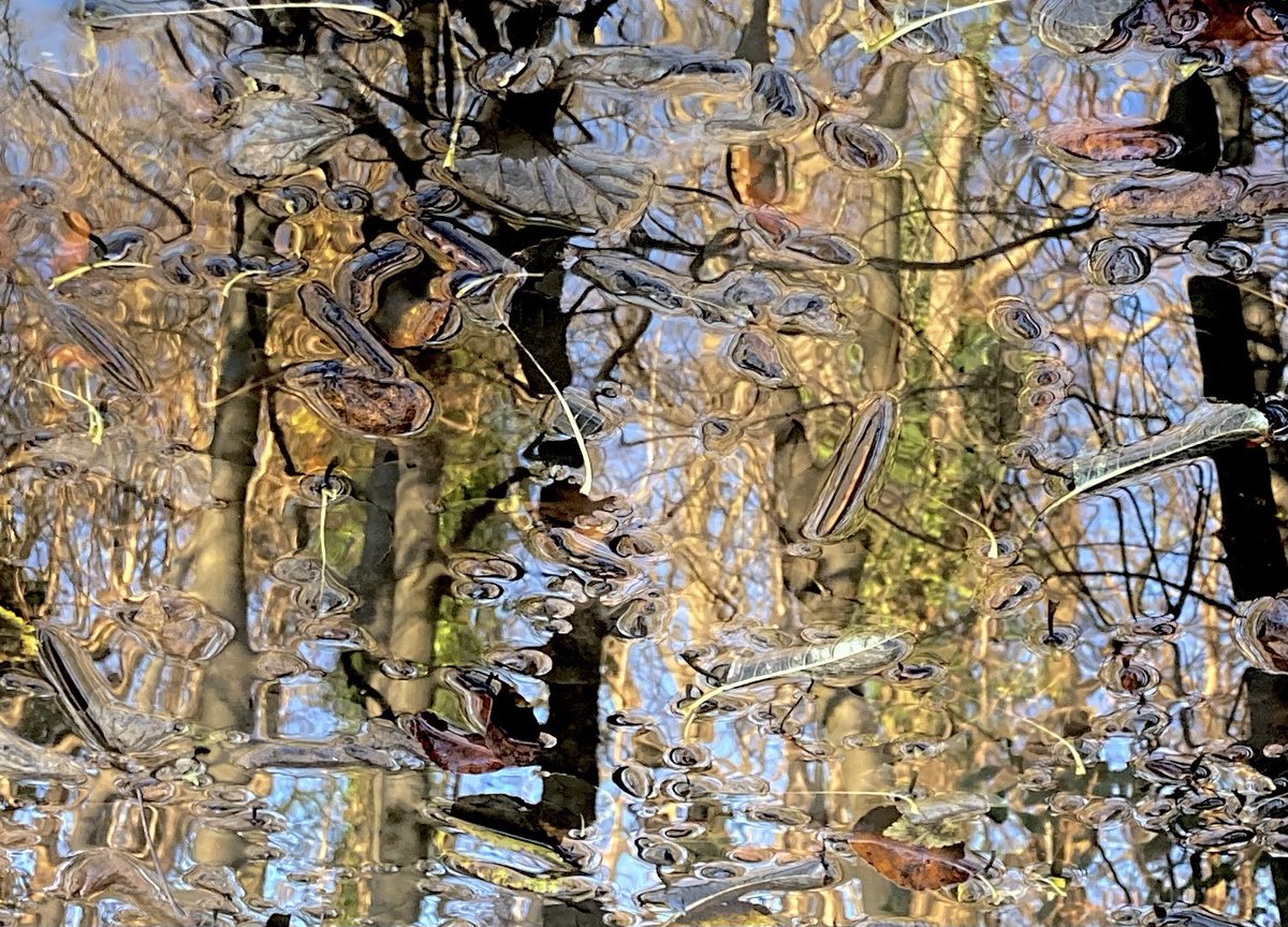to_glasgow's tweet photo. Autumn puddle, detail.... https://t.co/xqPkh0swLi
