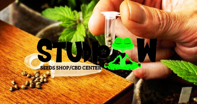 studio_seeds's tweet photo. ✅Disponible chez 🐸Studio.W Seeds🐸 vos #GrainesDeCannabis 👨🌾
#growerslove #cannabiscommunity #stonegrowers #studio_seeds #seedsbank #seedsshop #seedshop #weed #THC #frenchgrower #grower #stoner #weedgrower #growersmarket #cannabiculteur #growercommunity #stonerscommunity https://t.co/9oGBG81goo