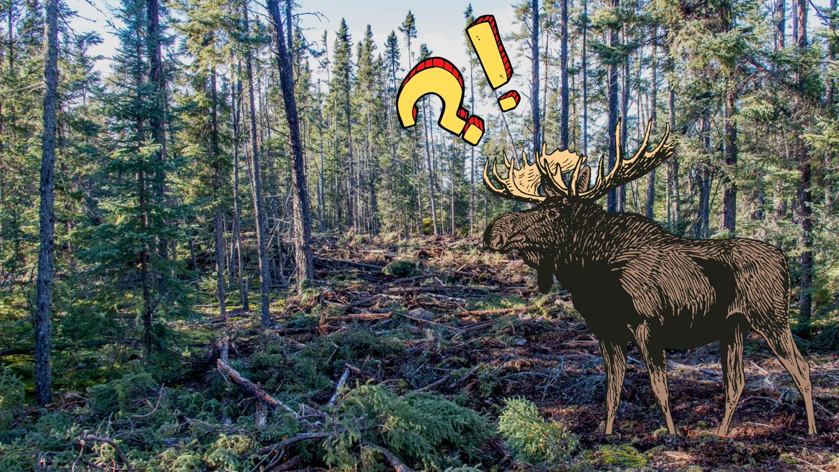 WilderNewsMB's tweet photo. Does this look like protected moose habitat to you?
The newest mining destruction in #Nopiming Provincial Park goes right into a moose protection zone. As if being in a park wasn't bad enough! #MBpoli
You can help #EndParkMining in Manitoba here:
https://t.co/BQwLrB728r https://t.co/NZSRXu82S1
