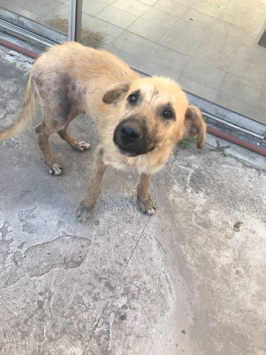 WiliParasiliti's tweet photo. Buenas tardes! El día de ayer con mi familia rescatamos a este precioso cachorro. Con sarna y muy deshidratado, lo encontramos rendido y ya sin fuerza. Hoy estaba mucho mejor pero realmente los gastos son muchos y se nos dificulta demasiado. El veterinario, la comida y más que + https://t.co/10fmlxDmIi