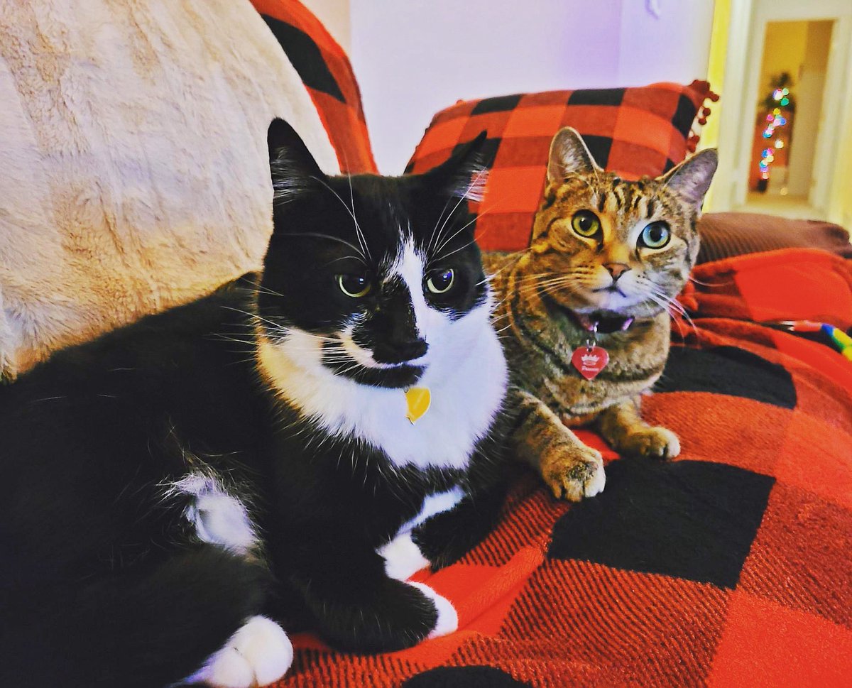 msmags's tweet photo. @thekittenwinksy Mr. Walter and Miss Emma, for your viewing pleasure. ❤️😽 https://t.co/bOZAUDBSpM