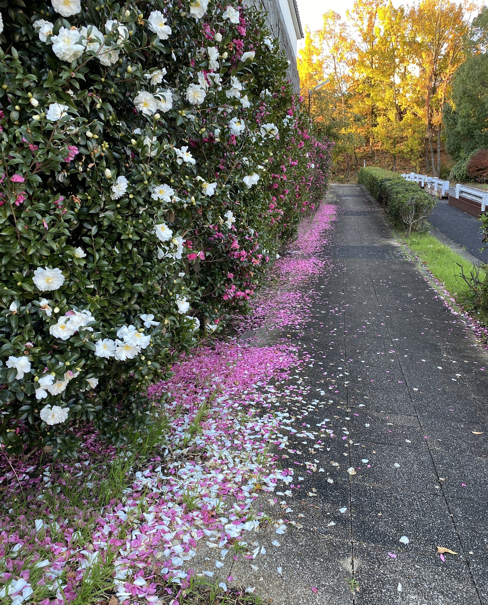 ケッチーナ つむじ風 Thriftybreeze Twitter