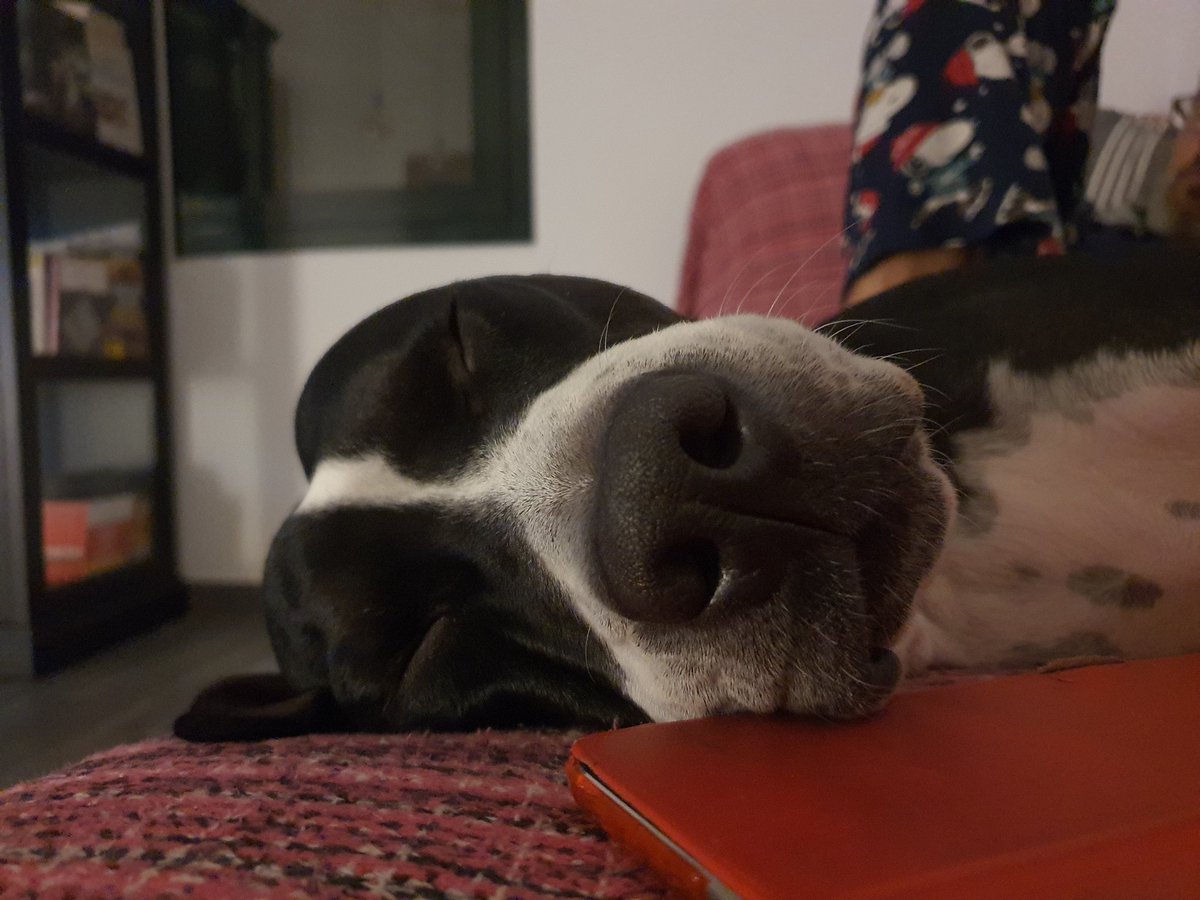 BardinosS's tweet photo. Todos los perros deberían vivir como el... 9 meses de #infierno y ahora el rey del sofá ❤️
#chichutin #adopt #stopabandonos #adoption #LosPerrosDelSol #noshopdog #rescue #PPP #bardino #Fuerteventura #Canarias https://t.co/MilONE4IBV