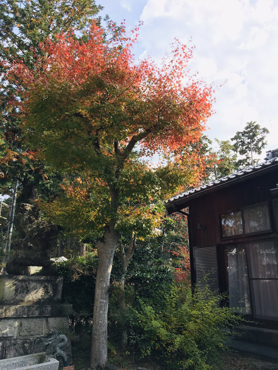 DM78753943's tweet photo. 皆様おはようございます😊
関西は一昨日から昨日にかけて、物凄い風雨でした😔
おかげさまで境内の紅葉も割と散ってしまいました🥲
季節は師走、もういくつ寝るとお正月〜🎶ですね😊
紅葉も大詰めです！写真だけでも当社の紅葉たちを楽しんでいただければ幸いです😌✨🍁 https://t.co/j7ZckpDMx0