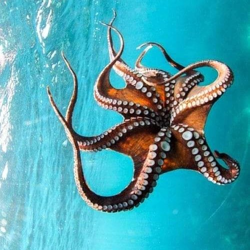 IrmalinP's tweet photo. anyway like this it is beautiful to look at her
.
De cualquier forma como este es hermosa mirarla
.
#travel #travelphotography #traveling #trading #ocean #adventure #beach #venezuela #scuba #scubading #nature #NaturePhotography https://t.co/O47CDhDs5T