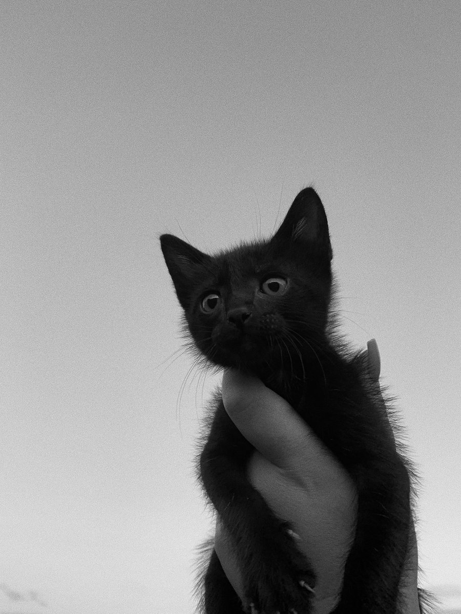 menendeezz's tweet photo. es una panterita 🖤 https://t.co/dlNVj9AzVm
