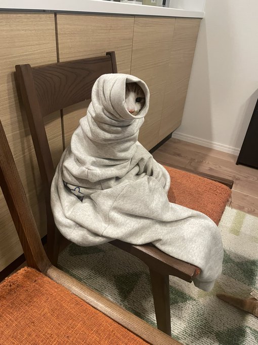 スウェットに猫が詰まった なんで こんなフィットしますか カオナシみたい まいどなニュース