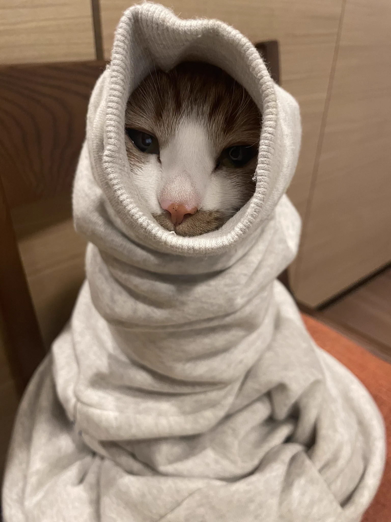 トイレから戻ったら、脱ぎ捨てたスウェットに猫が詰まってたｗｗ