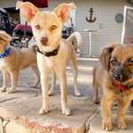 Photo by Sam Simon Foundation Assistance Dogs Program (@ssfoundation1)