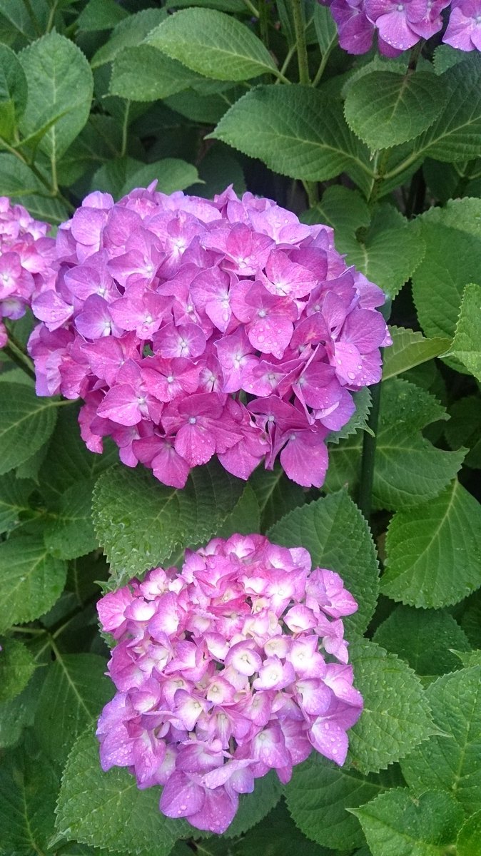 12月2日💚木曜日
上尾市7時現在気温7度☀
おはようございます
今日は午後から仕事
朝寝坊です
空気が乾燥して手がカサカサ
コロナ禍でアルコールで
手を消毒するから
なおさらカサカサ
保湿クリームの活躍する季節になりましたね
現在埼玉には乾燥注意報が
出てます
【昔の写真から】