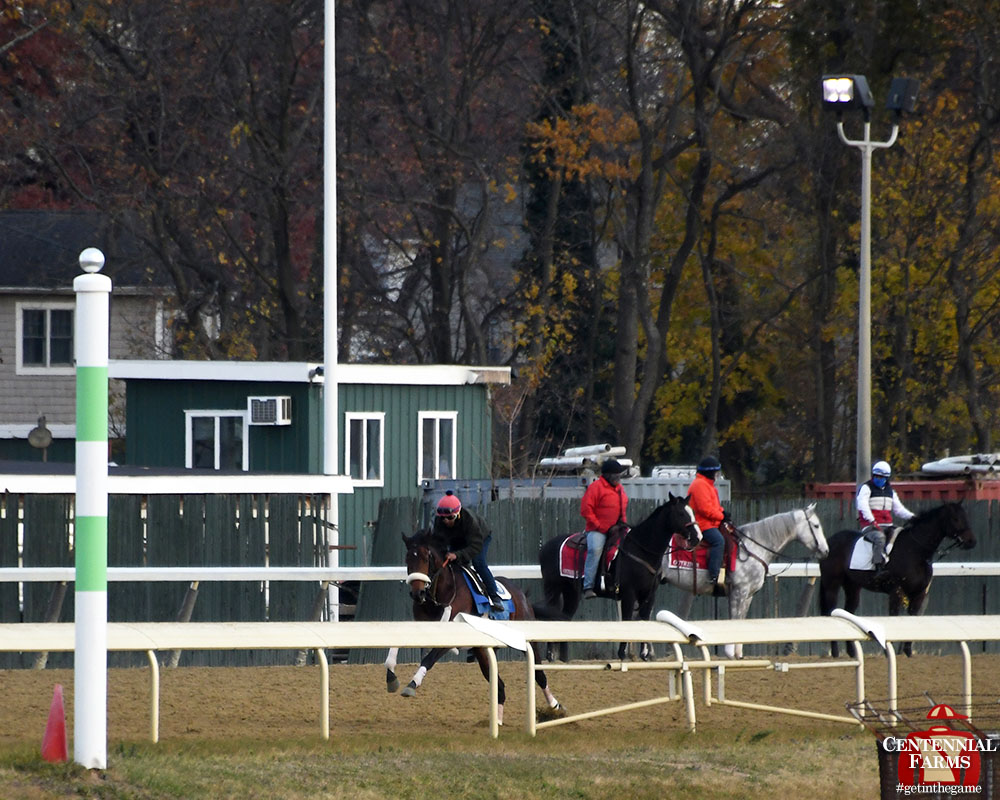 Centennial_Farm's tweet photo. Two-year-old Greg's Honor visited the starting gate on #BelmontPark's training track this morning! He bounded out of there to kick off a half-mile move. #goGreggo #StubbyStrong https://t.co/SUOHxTEcF0
