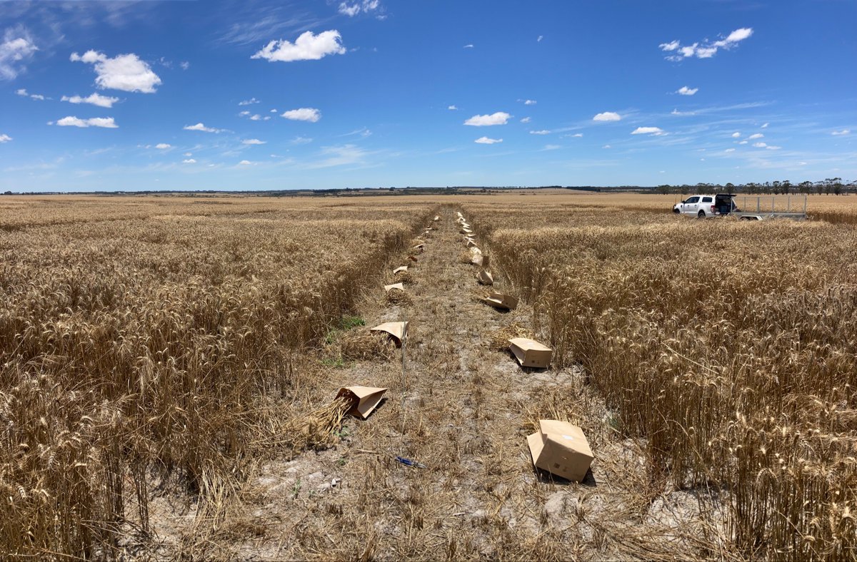 FAR Australia tweet media