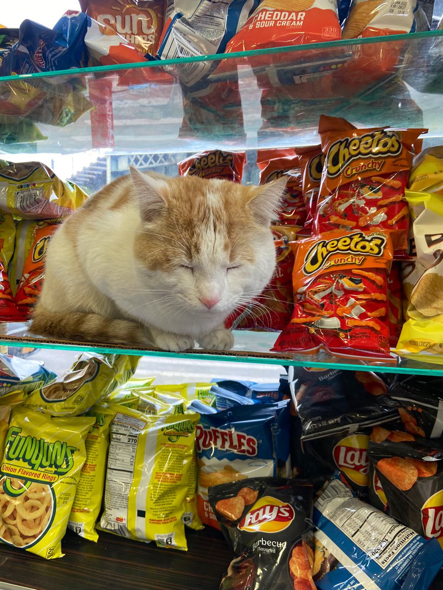 Bodegacats_'s tweet photo. [1] @sophieheadley [2] @GibbyHanna https://t.co/0hRDnDStj5