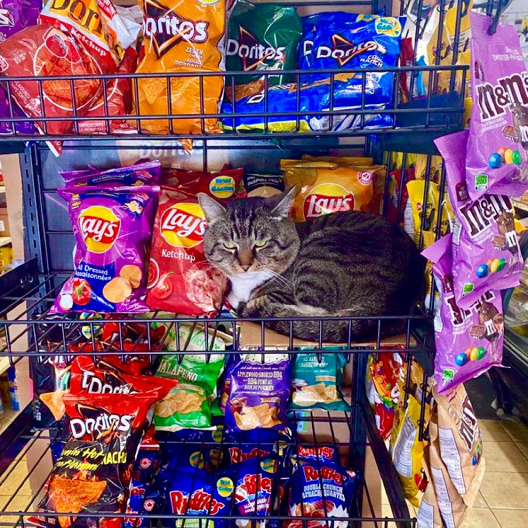 Bodegacats_'s tweet photo. [1] @sophieheadley [2] @GibbyHanna https://t.co/0hRDnDStj5