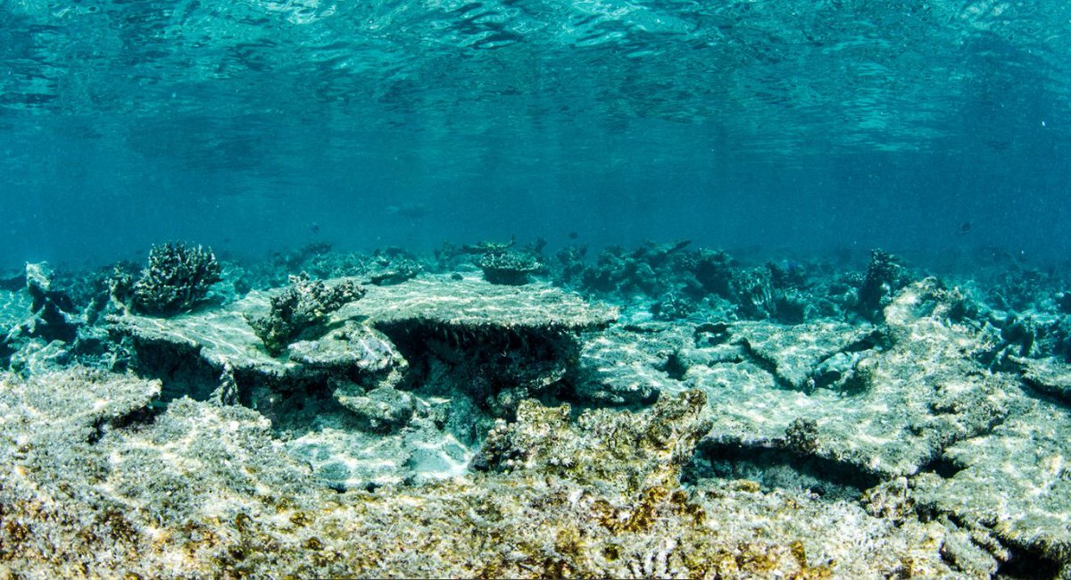 #UQ researchers are working to  stabilise 'reef rubble' to speed up recovery. via <a href="/abcnews/">ABC News</a> <a href="/petemumby/">Peter Mumby</a> <a href="/TaniaKenyon/">Dr. Tania Kenyon</a> <a href="/ISC/">International Science Council</a> @GBRFoundation <a href="/aims_gov_au/">Australian Institute of Marine Science</a> @UQScience @envirogov #RRAP #ReefTrust #unlockingscience
abc.net.au/news/2021-12-0…