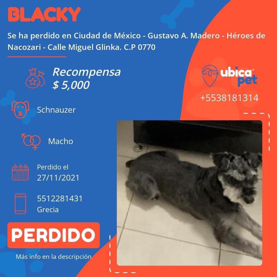 claustrenuous's tweet photo. buscando a blacky #perrosperdidos #buscamosablacky #CDMX #ayuda #sebusca https://t.co/KxjpTnoZDY