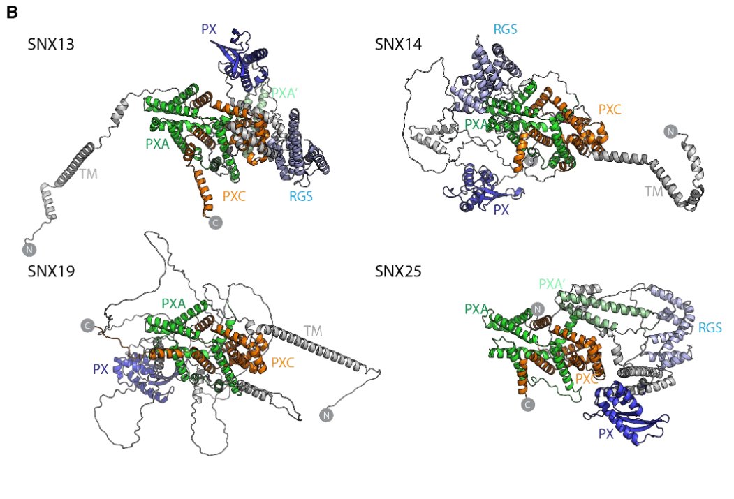 Henne_Lab (@hennelab) on Twitter photo Neat preprint from <a href="/brettcollins100/">Brett Collins</a>, <a href="/_blessypaul/">Blessy Paul</a>, <a href="/hanahariri/">Hanaa Hariri</a> & others using crystallography & Alphafold to dissect architecture of SNX-RGS proteins.
Surprisingly, two domains appear to fold together forming a new lipid binding/transfer module.
biorxiv.org/content/10.110… Neat preprint from <a href="/brettcollins100/">Brett Collins</a>, <a href="/_blessypaul/">Blessy Paul</a>, <a href="/hanahariri/">Hanaa Hariri</a> & others using crystallography & Alphafold to dissect architecture of SNX-RGS proteins.
Surprisingly, two domains appear to fold together forming a new lipid binding/transfer module.
biorxiv.org/content/10.110…