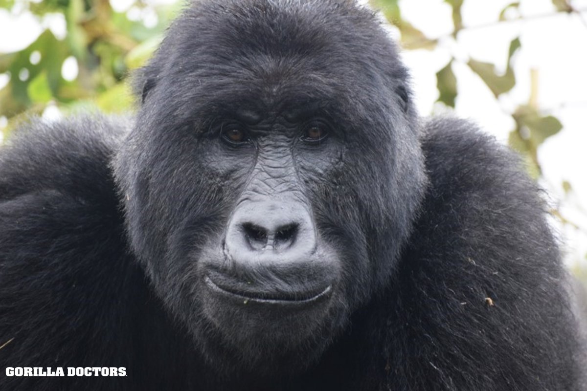 Adult female Grauer's gorilla. November 2021 © Gorilla Doctors