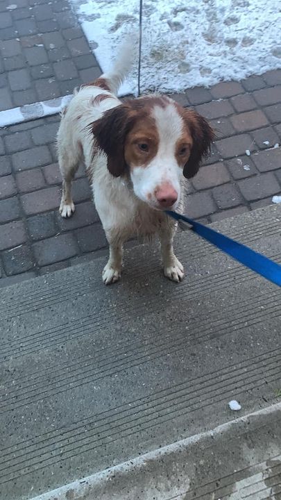 PetRecoveryYYC's tweet photo. FOUND young white &amp; brown Spaniel type dog in #Varsity NW. Call 403-383-5103 if you know pup. If claiming must provide photo id &amp; proof of ownership. Pls rt and share to help find family https://t.co/Lio8p3IGeh https://t.co/KGIagbN9nh