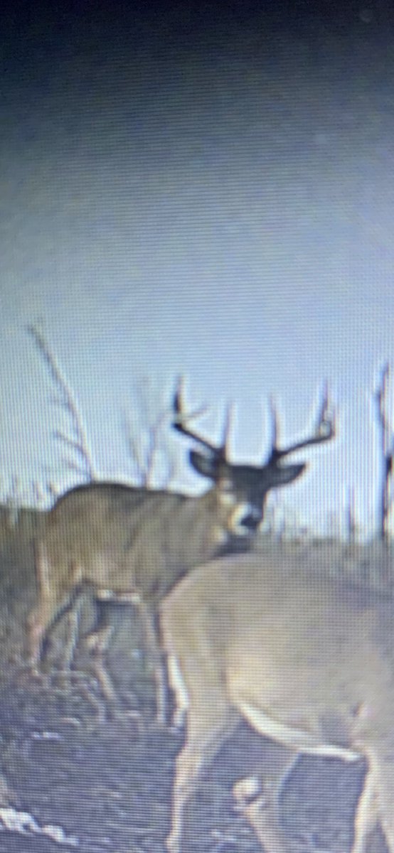 MavBucks's tweet photo. Thinking this is my late season target archery champ!  He is old and love the 1s. Challenge is on! Best luck to all the late season archery hunters. https://t.co/f3nbsVZOor