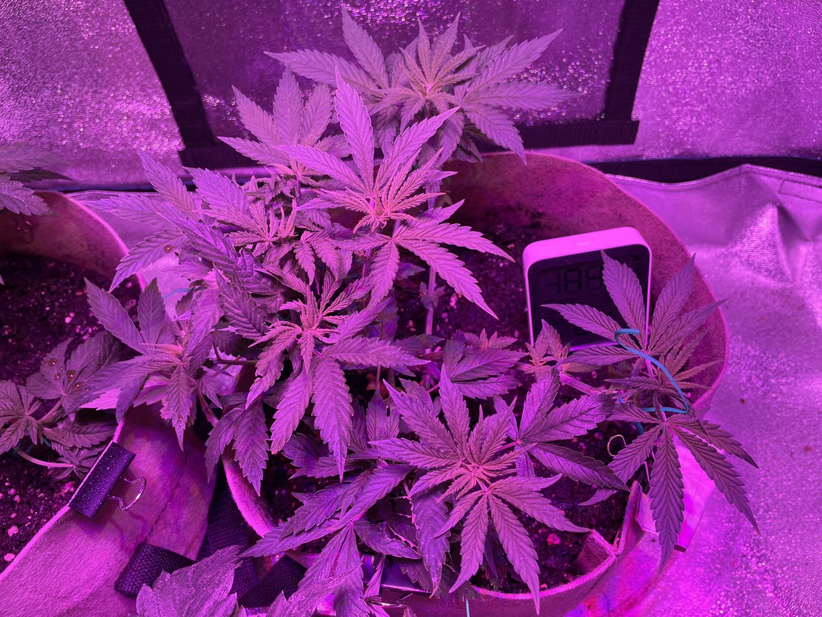 HealingNatures's tweet photo. Perfect circle update she’s starting to come in now. @UNITFARM_led UF2000 https://t.co/tPJ8B5CPPO #HelpEachOtherGrow #unitfarmled #growstar #perfectcircle https://t.co/lZpy6ET8dJ