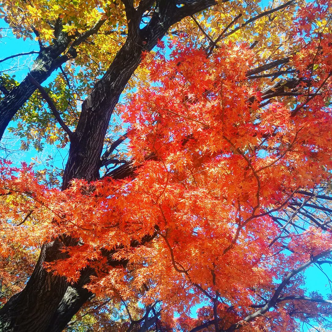 hako42755661's tweet photo. #紅葉
#もみじ
#散歩
#鹿沼公園
#神奈川県相模原市中央区
#たけうちーむ
#posii(ポジー)
#htystyle https://t.co/56QRfsgte3