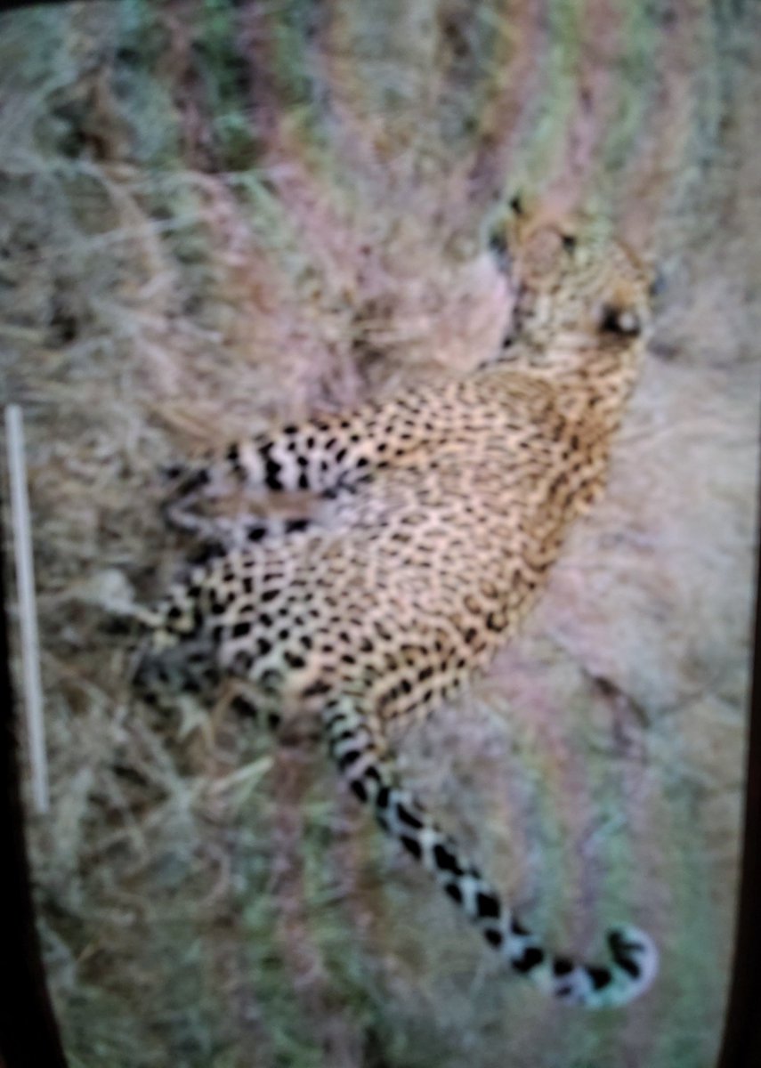 Jareds_Buddy's tweet photo. @nyjrb90 Do you know this leopardess? 2013 in Thornybush https://t.co/YYADyQYaO2