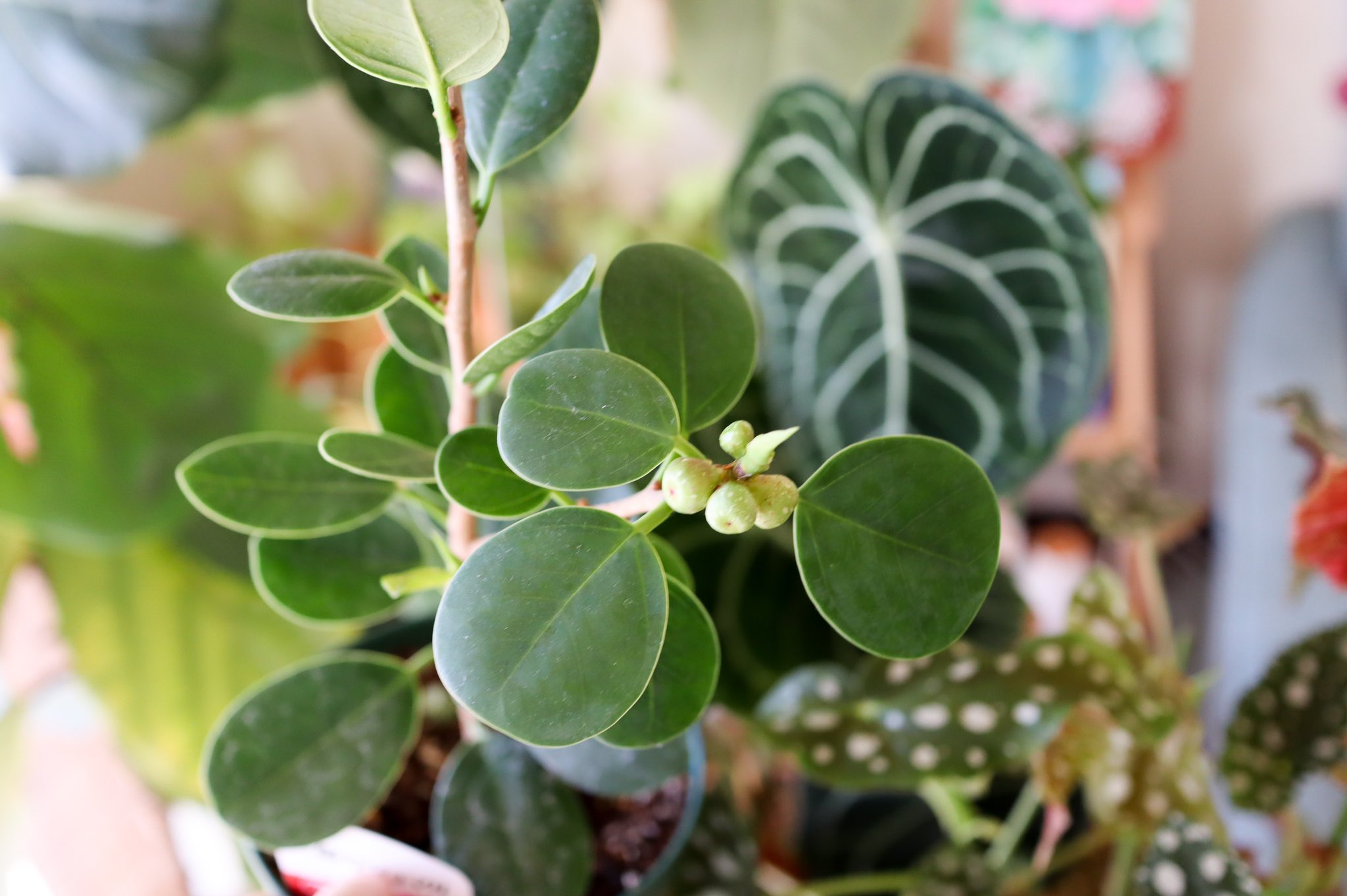 Tabiniwa 尖閣ガジュマルの名前で売ってる丸葉のガジュマル ミニサイズの無花果ができます ベンガレンシスもときどき 実がなる 食べられたらいいんだけどな 観葉植物 T Co S540imxfkx Twitter Tabiniwa 尖閣ガジュマルの名前で売ってる丸葉のガジュマル ミニサイズの無花果ができます ベンガレンシスもときどき 実がなる 食べられたらいいんだけどな 観葉植物 T Co S540imxfkx Twitter