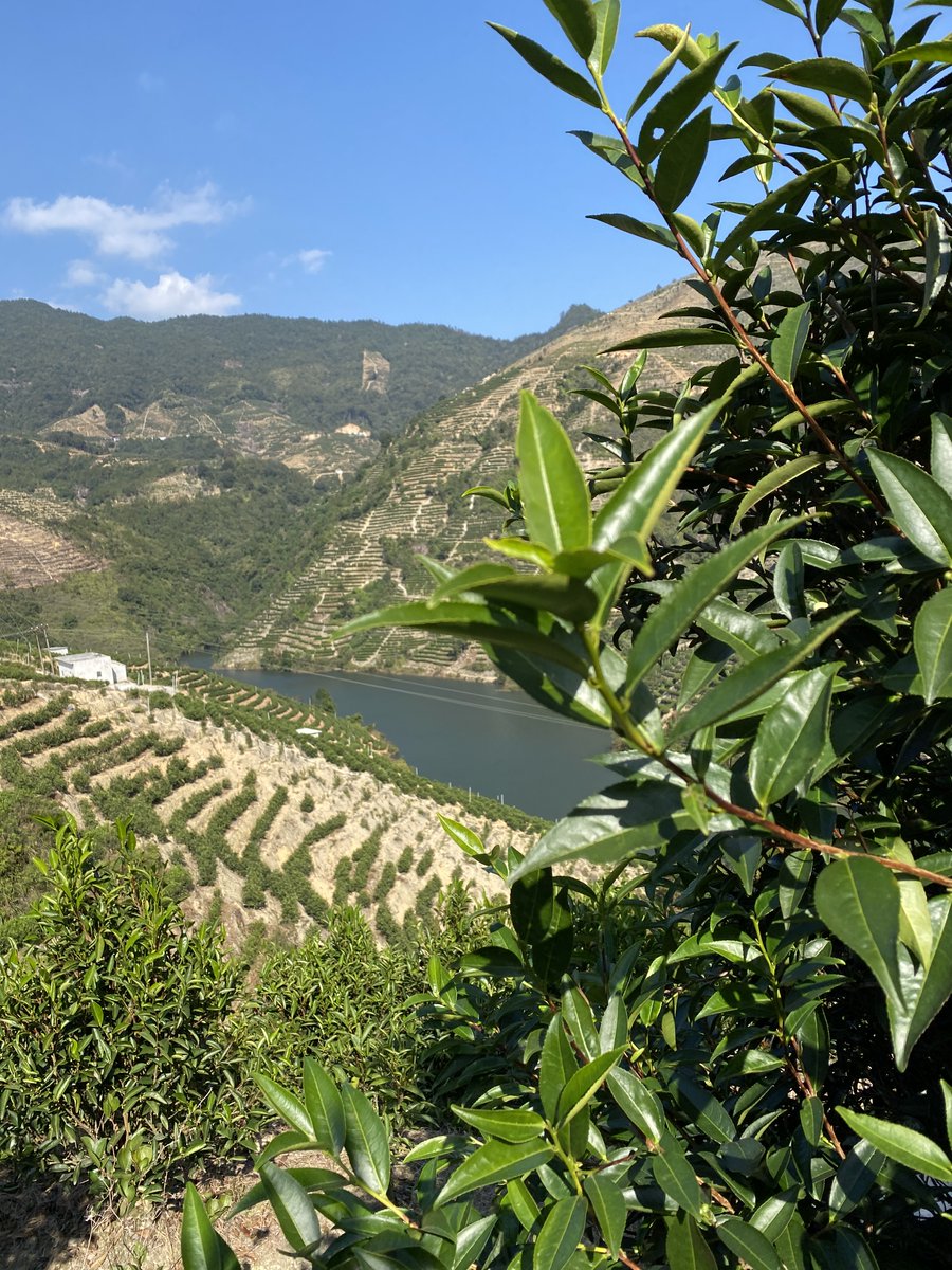 OrganicteaL's tweet photo. l love my hometown .just enjoy the air and fresh leaves flavor #oolong #gongfucha #chinatea #looseleaf #happytime #oolongdancong #tealife #teaaddict #morningtea #sunshine #weekend #cha #teaart #tea #teatime #wayoftea https://t.co/5vw2UNn7Mb