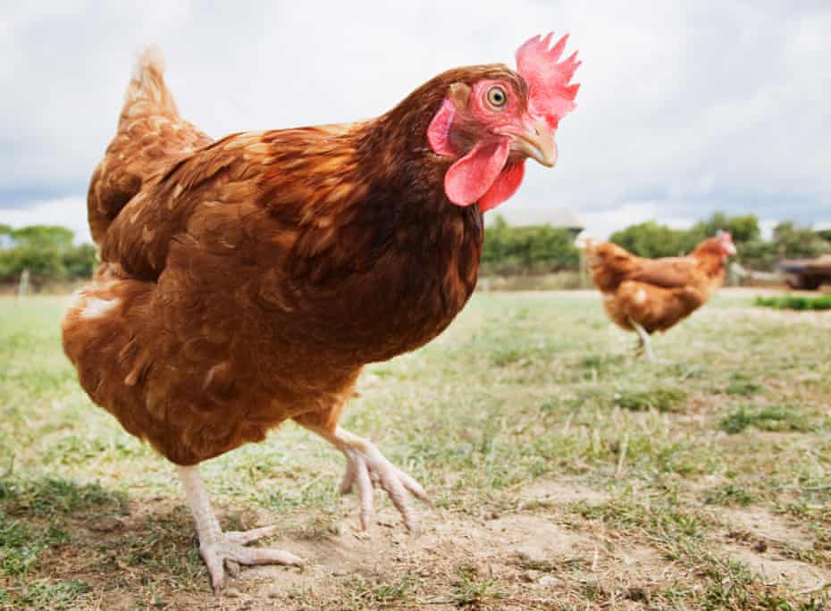 MyChocolateNuts's tweet photo. @THEREALRTU Cock https://t.co/t9iCcCnp7a